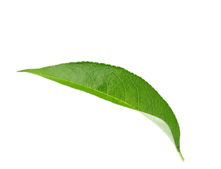 Leaf 1