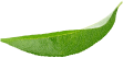 Leaf 2