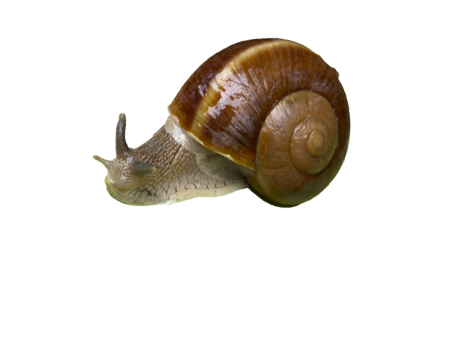 Snail 1