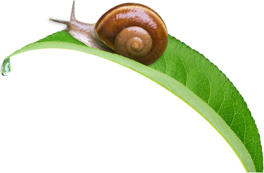 Snail 3